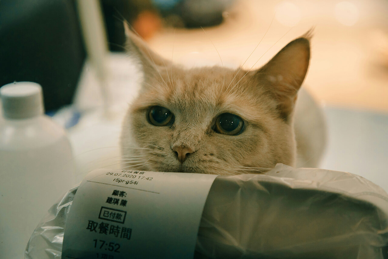 Pet Supplies